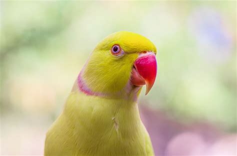 Indian Ringneck Parakeet Rose Ringed Parakeet Bird Species Profile