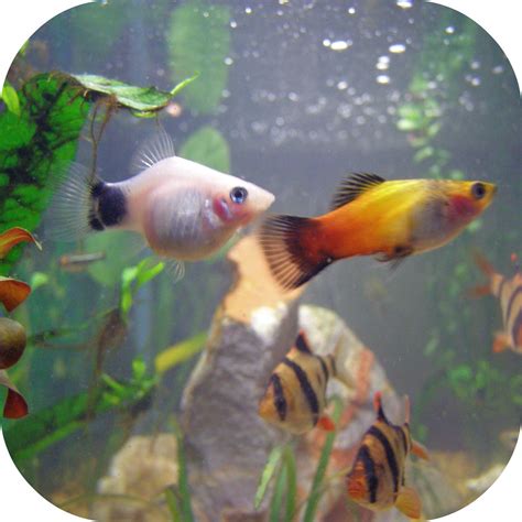 I am making a project and was wondering how i could use code to tell if the user has entered something other than male import time def w(t): Pregnant Platy | My white mickey mouse platy is pregnant ...