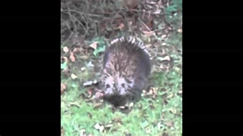 Porcupine In The Adirondacks Youtube