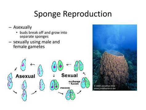 Ppt Sponges And Cnidarians Powerpoint Presentation Free Download