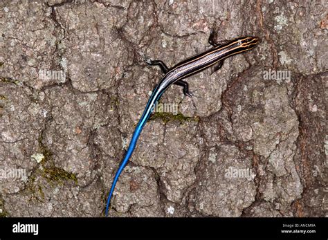 Five Lined Skink Eumeces Fasciatus On A Tree Trunk Stock Photo Alamy