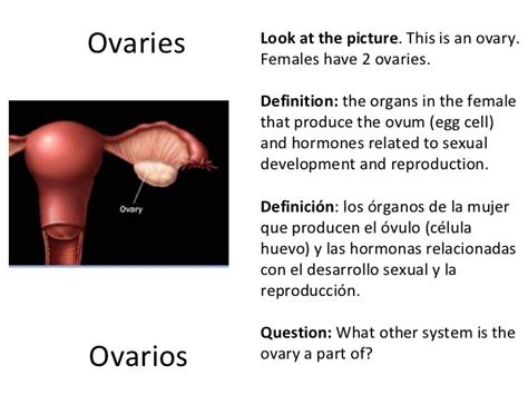 Reproductive Systems Presentation Version 2