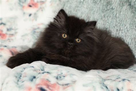 Black Persian Kittens Black Persian Cats Doll Face Persian