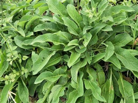 All About Comfrey The Permaculture Research Institute