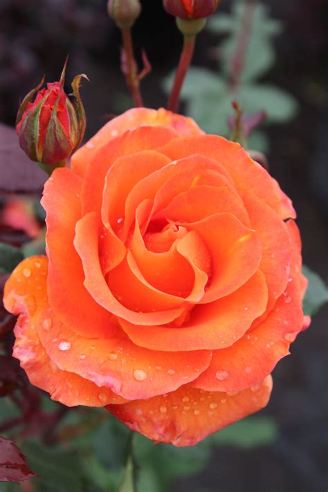 Rose Gingersnap Virágok Rózsa és Állat