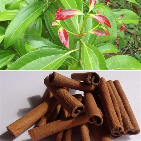Growing Cinnamon In Pots And Containers Dalchini Gardening Tips
