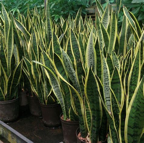 Pada dasarnya setiap tumbuhan yang ada di sekitar kita itu beracun. Wajib Ada Di Setiap Rumah, Pokok Ini Boleh Serap Racun ...