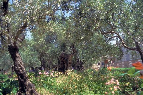Jerusalem 3 Garden Of Gethsemane Nature Inspiration Nature Photography