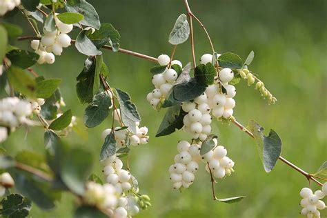 How To Grow And Care For Snowberry Bush Gardeners Path