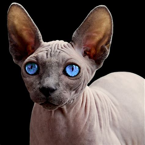 Die canadian sphynx katze ist eine haarlose katzenrasse aus kanada. Die Einen lieben sie - die anderen finden sie seltsam: Die ...