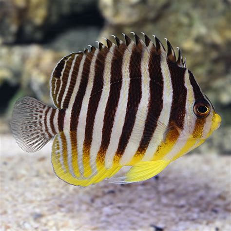 Multibar Angelfish