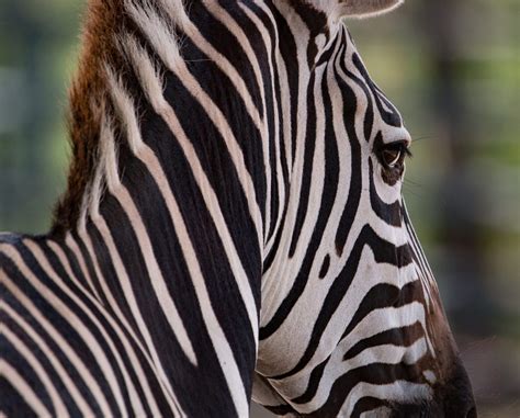 Fun Facts About Zebras