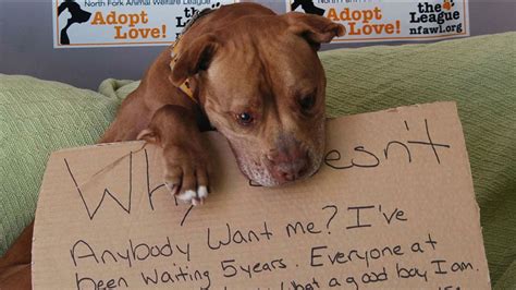 Dog Adopted After Touching Photo Goes Viral Abc7 Chicago
