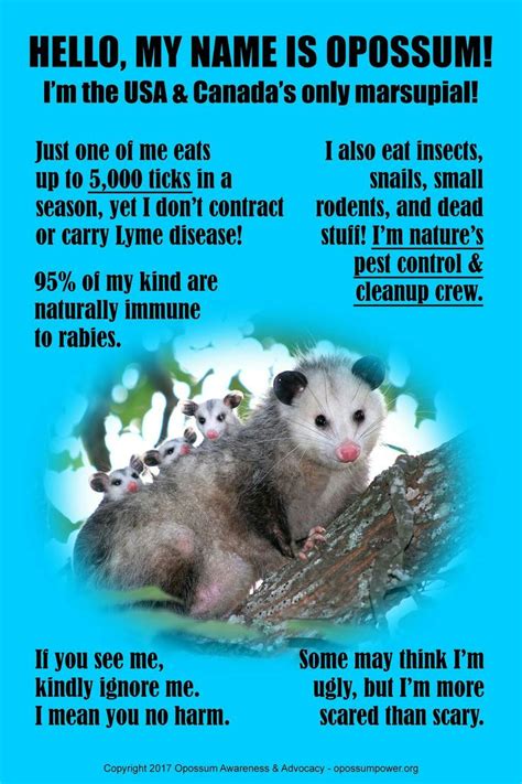 Possums Are Good Bois Opossum Opossum Facts Possum Facts