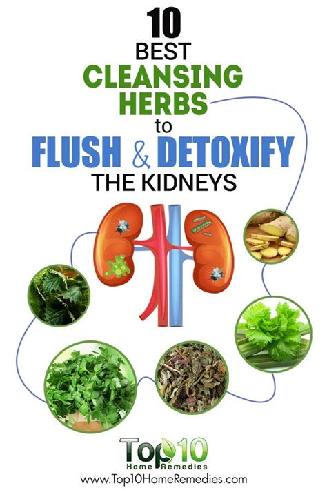 Top 10 Super Herbs To Cleanse Your Kidneys Top 10 Home Remedies