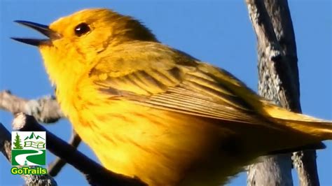 Yellow Warbler Call Song Sounds Bird Youtube