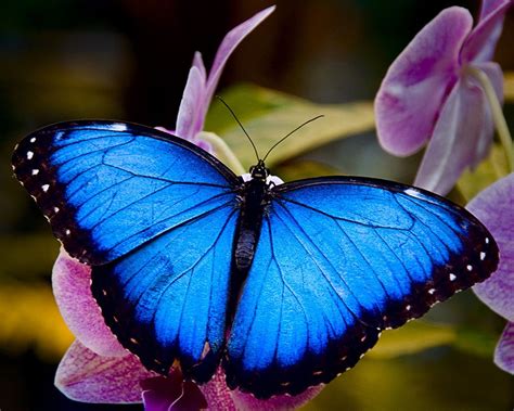 Beautiful Blues Blue Morpho Butterfly Morpho Butterfly Butterfly