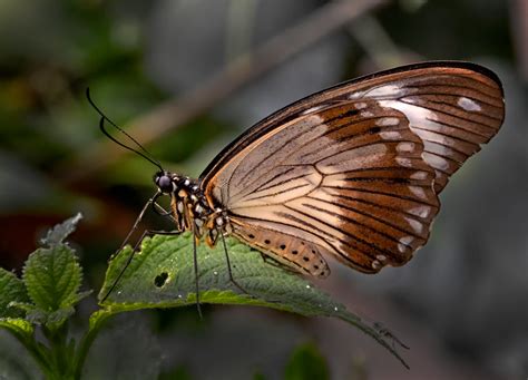 African Swallowtail Mocker Swallowtai Papilio Dardanus Flickr