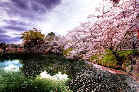 Descubre Japon ¡japon Y El Arbol De Sakura