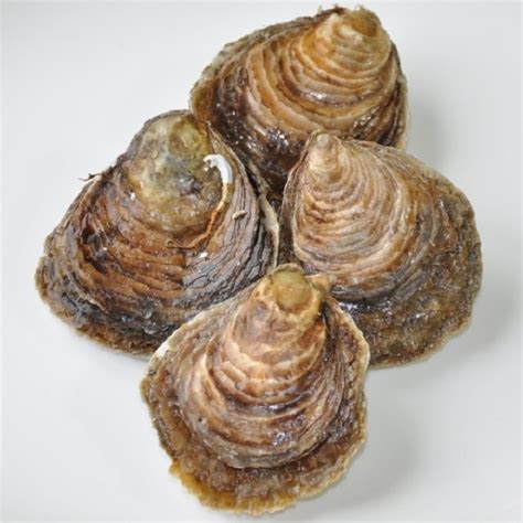 el alfa y la omega gran alerta por debilitamiento de las ostras