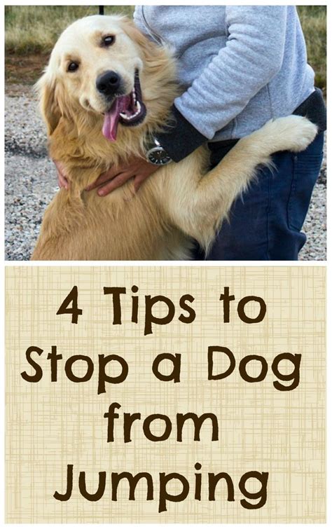 4 Tips To Stop A Dog From Jumping The How To Dog Blog Dog Friends