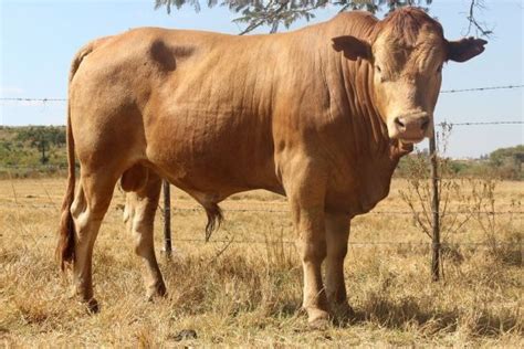 Tuli Cattle Federation Of Southern Africa Website Contact Details