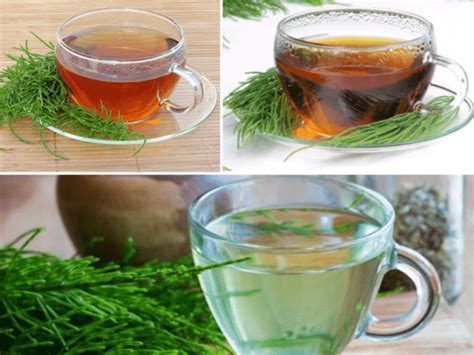 Chá De Cavalinha Benefícios E Como Fazer Fácil