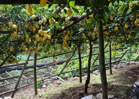 When Life Gives You Lemons Tour Audley Travel