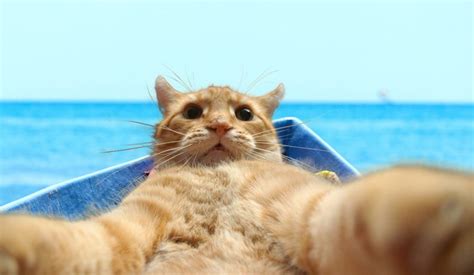 Create Meme Cat Vine Aron Animals Selfie Animals Funny