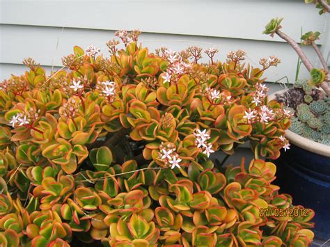 Check spelling or type a new query. my walk with food and beautiful plants and flowers: New ...