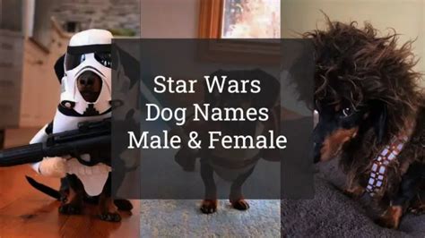 9 Best Star Wars Dog Names Male And Female Of 2023