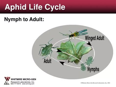 Ppt Aphid Life Cycle Powerpoint Presentation Free Download Id4177688