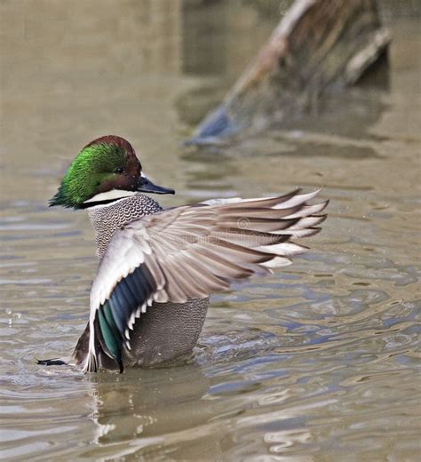 A Male Falcated Teal Duck Stock Image Image Of Elizabeth 145865561