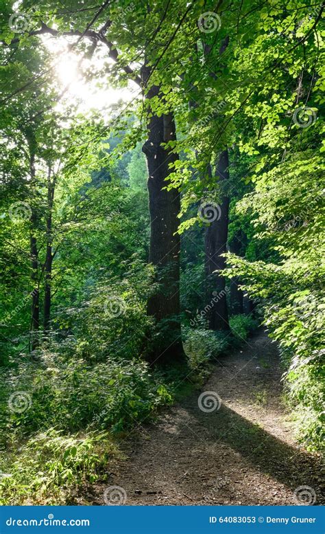 Forest Footpath In Summer Stock Image Image Of Park 64083053