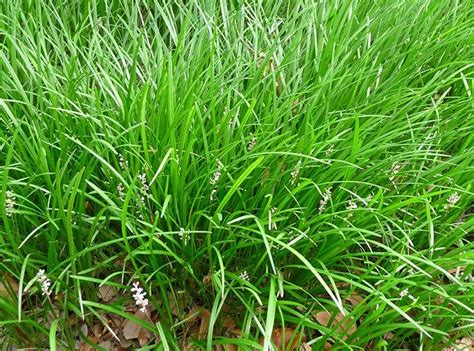 Trimming Monkey Grass How And When And Its Maintenance