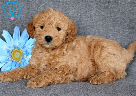 A deposit of $500 is required to hold a spot on. Chex | Labradoodle - Miniature Puppy For Sale | Keystone Puppies