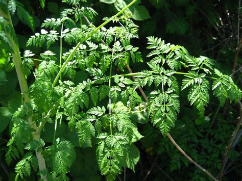 Poison Hemlock Identification And Control Conium Maculatum King County How To Plant Carrots