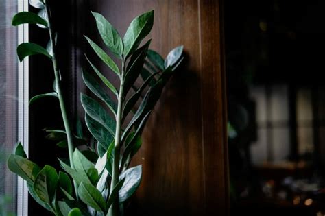 15 Best Plants For North Facing Windows Petal Republic