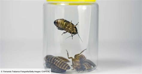 Grillons Mouches Comment Les Insectes Vont Nourrir La Planète
