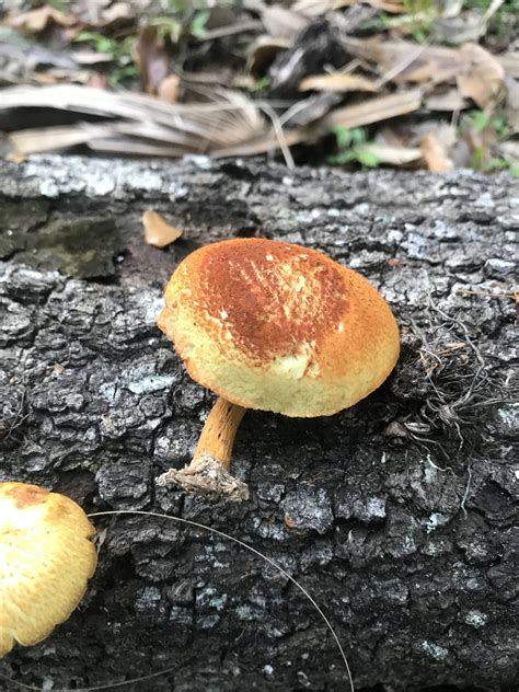 Gymnopilus Sp Is It Active How Do I Know What To Look For