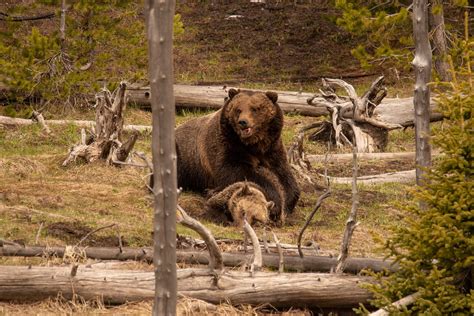 Photographer Captures Images Of Large Male Grizzly Killing Another Bear