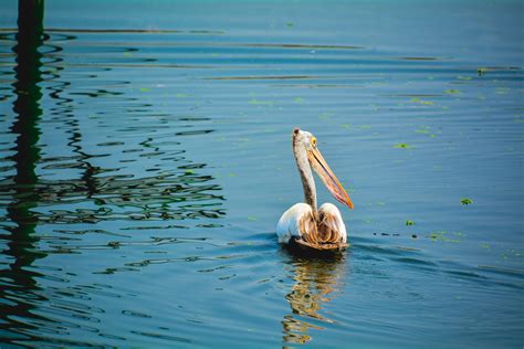 A White Pelican In Water Pixahive