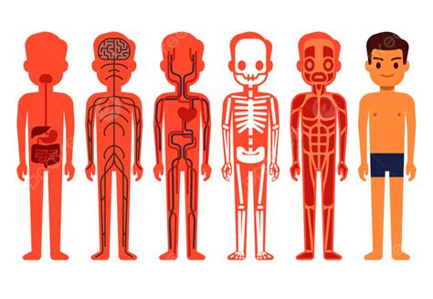 Human Body Anatomy Vector Hd Png Images Human Body Anatomy Vector