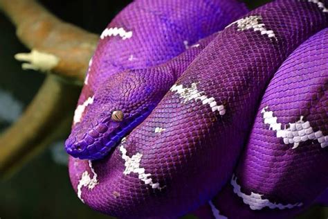 Top 10 Purple Animals In The World Depth World