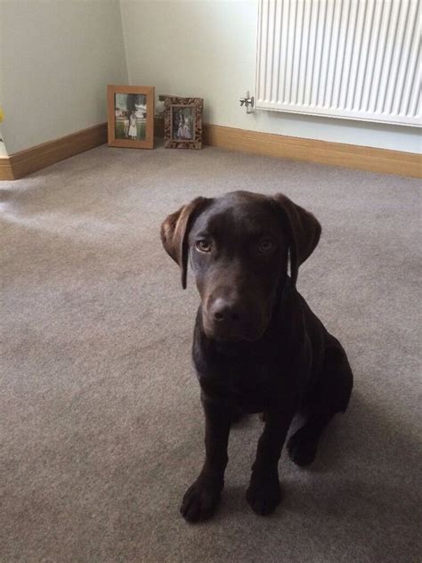 Continue to have regular training sessions. 6 month old Male chocolate lab puppy for sale | in Pontnewydd, Torfaen | Gumtree