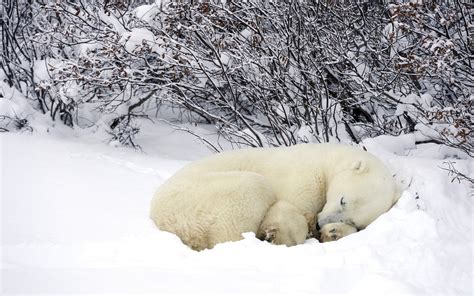 Animal Themes Polar Bear Beauty In Nature Outdoors Ice Animal