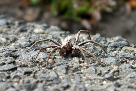 Getting To Know The Rabid Wolf Spider