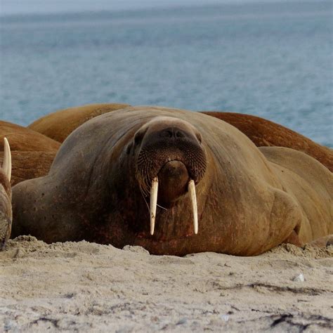 A Welcome Comeback For Norways Walruses Happy Eco News