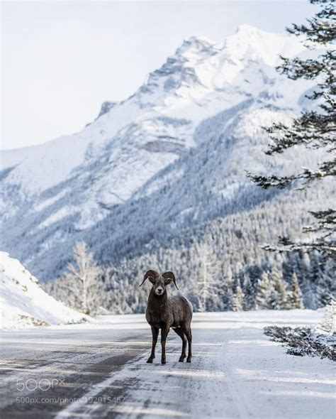 Rocky Mountain Sheep Lake Minnewanka Road Banff Alberta By