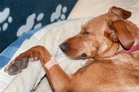 Ob Es Eine Epilepsie Bei Hunden Ursachen Symptome Und Behandlung